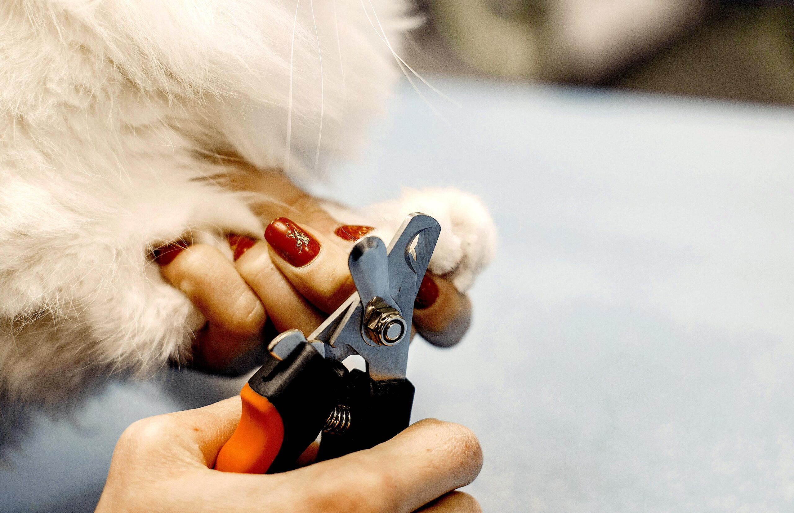 Trimming a cat's nails gently