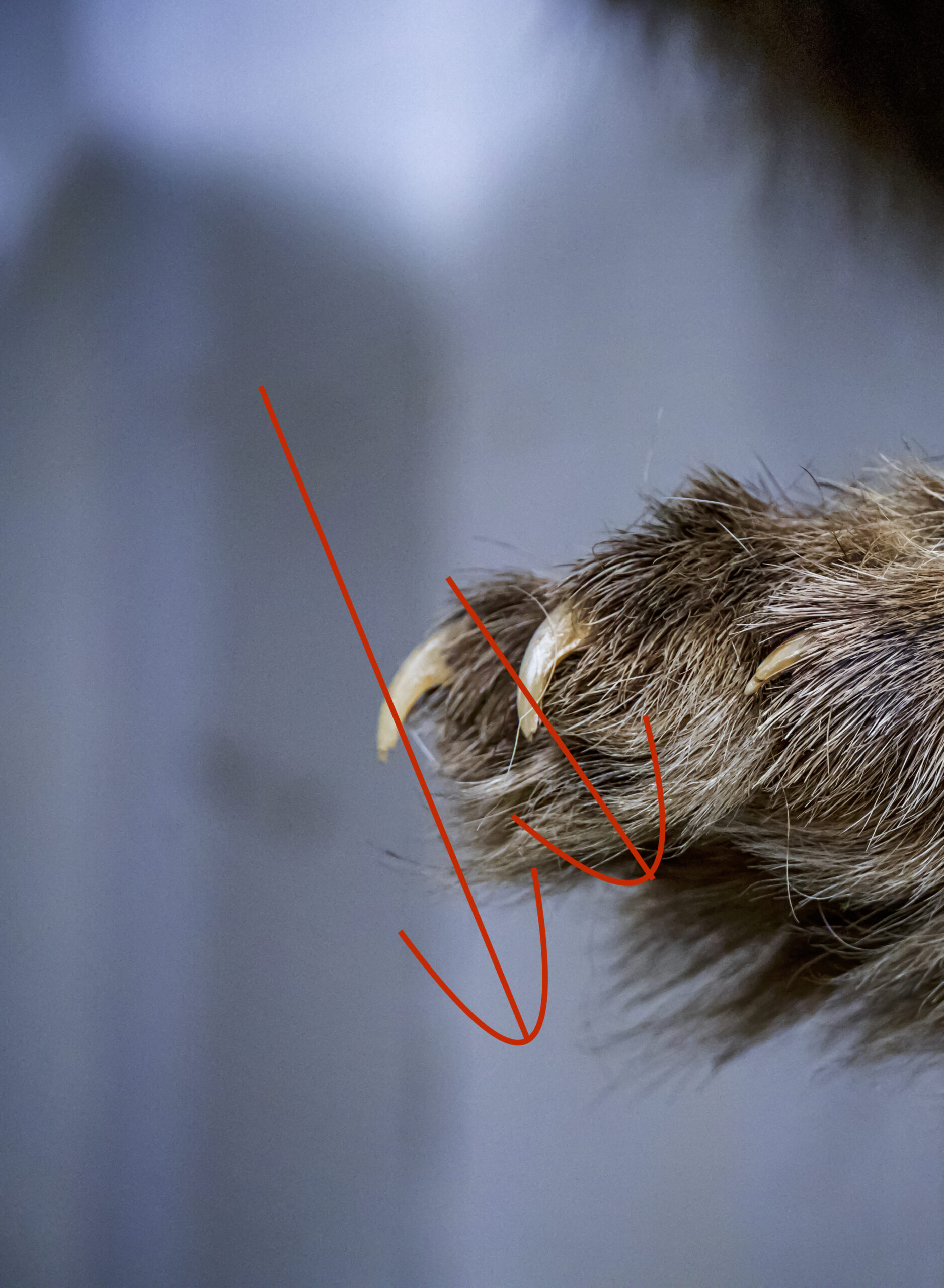 Cat nail trimming at home